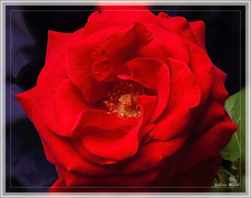 IMG_9883.jpg - Macro of red rose.